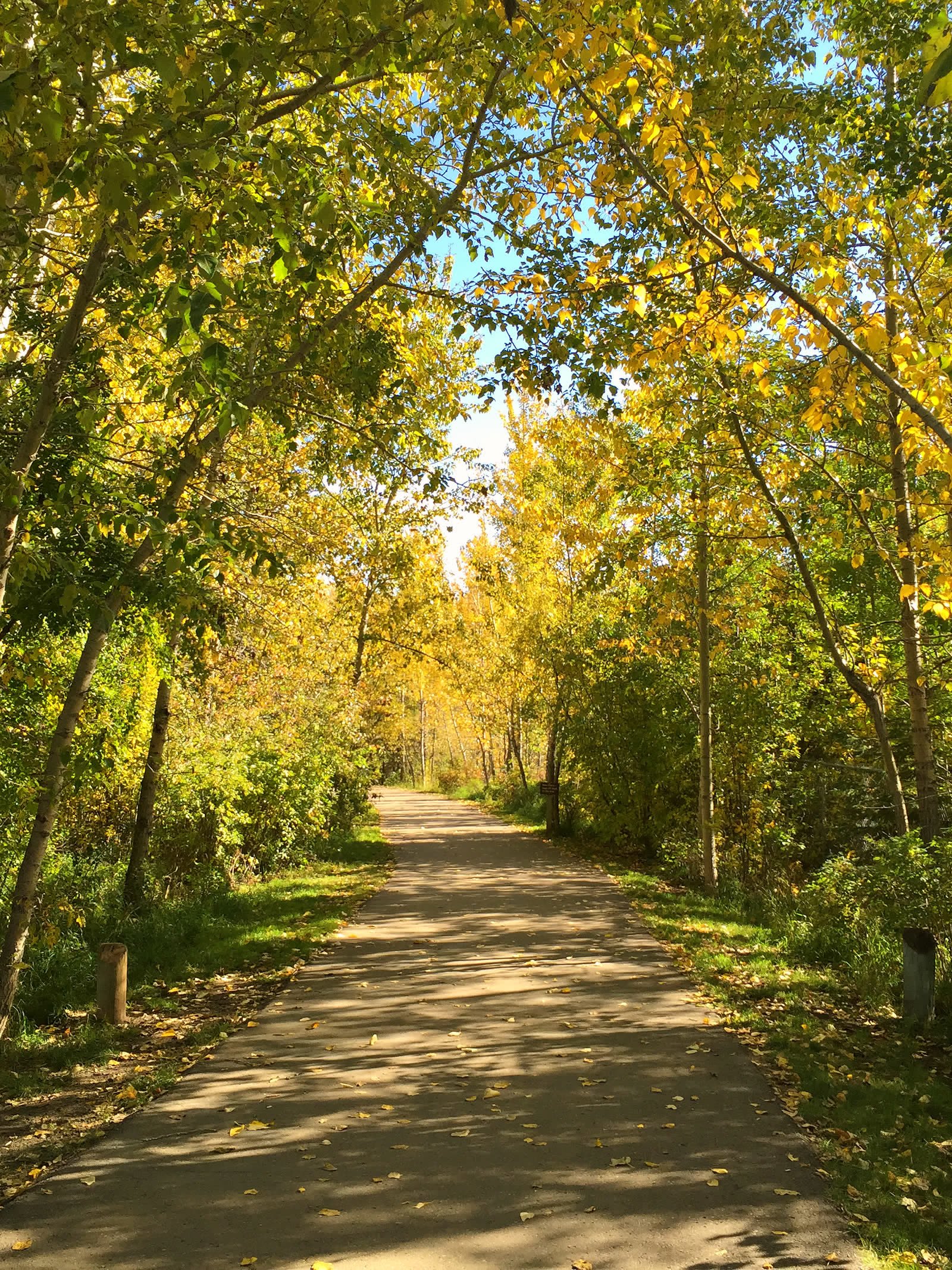 Trail along the river in Central Alberta