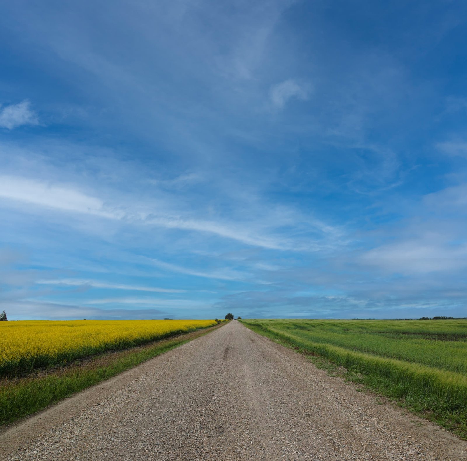 Canola country, A range road in Red Deer County